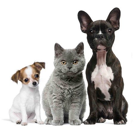 _0000_Veterinary Feeds